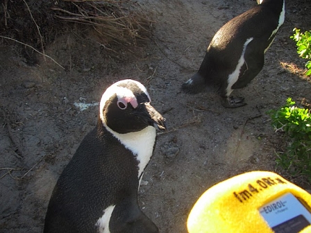 South Africa Penguin Interview1